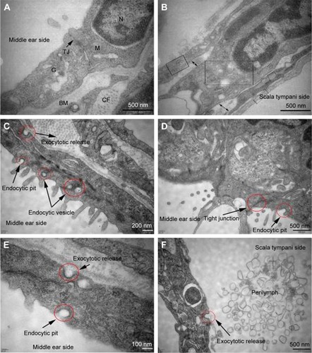 Figure 6 TEM images of RWM in the control group and intratympanic injection of PLGA NPs group. Subcellular characteristics of RWM in the control group (A, B) and intratympanic injection of PLGA NPs for 30-minute group (C–F). (A) Tight junctions which sealed the paracellular space between adjacent cells and a variety of organelles were found in the RWM outer epithelium layer. (B) There were four layers in the RWM inner epithelium layer, and each layer was marked by a rectangular frame; the large extracellular spaces were marked by double arrows. (C) Successive transport behavior, including endocytic pit, intracellular vesicles, and exocytic pit, was captured. Extensive endocytic and exocytic behaviors (D–F) and closed tight junction (D) in the RWM outer epithelium layer. Exocytotic release behavior was also observed in the RWM inner epithelium layer (F).Abbreviations: TEM, transmission electron microscope; RWM, round window membrane; PLGA NPs, poly (lactic-co-glycolic acid) nanoparticles; M, mitochondria; N, nucleus; TJ, tight junction; G, Golgi apparatus; BM, basement membrane; CF, collagenous fiber.