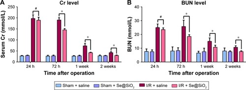 Figure 3 Cr/BUN levels in different groups of mice treated with saline or porous Se@SiO2 nanospheres.Notes: (A, B) There was no significant difference of Cr/BUN levels between I/R + Se@SiO2 group and I/R + Se@SiO2 group 24 hours after I/R. #P>0.05. But the levels of Cr/BUN in I/R + Se@SiO2 group were decreased significantly compared to those in I/R + saline group from 3 days to 2 weeks after I/R. *P<0.05. Data were expressed as means ± SDs (n≥4).Abbreviations: Cr, creatinine; BUN, blood urea nitrogen; I/R, ischemia/reperfusion.