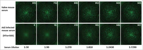 Figure 3. Fluorescence imaging of EGFP and determination of the 50% neutralization titers in mouse anti-Ad2 sera. The recombinant Ad2–EGFP virus was incubated with serial 3-fold dilutions (starting at 1:30) of mouse serum sampled before and after inoculation with Ad2 viral particles. FluoroSpot imaging of the negative control and Ad2-viru-infected mouse serum samples is shown. The numbers of fluorospots were counted after incubation, with an ImmunoSpot reader, and are shown in the upper right corner of each image. The 50% neutralization titer (NT50) for each serum sample was calculated with the Reed–Muench method.