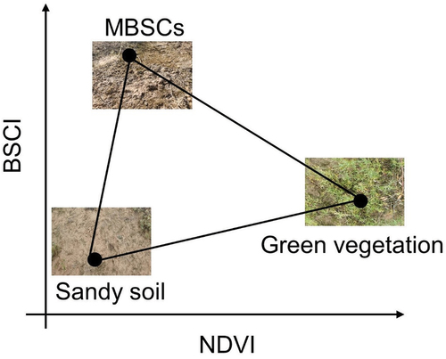 Figure 4. The feature space conceptual model for sandy land based on the biological soil crust index (BSCI) and normalized difference vegetation index (NDVI). Field photos captured different surface component types in the sandy land.