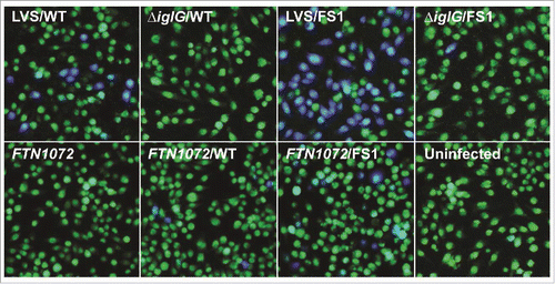 Figure 11. Secretion of IglE and the mutant variant FS1 into J774 macrophages. Macrophages were infected with LVS, ΔiglG or the F. novicida bla mutant FTN1072 expressing TEM fusions of wild-type IglE (WT) or the frameshift mutant FS1, carrying altered sequence of codons 2 to 6. After infection, cells were washed and loaded with CCF2/AM and analyzed using live cell microscopy. TEM β-lactamase activity is revealed by the blue fluorescence emitted by the cleaved CCF2 product, whereas uncleaved CCF2 emits a green fluorescence.