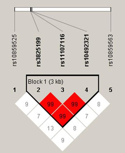 Figure 1 Haplotype block map for the linkage disequilibrium between the genetic variants in SOCS2. Bold indicated a LD block in SOCS2 SNPs (rs3825199, rs11107116 and rs10492321). The numbers of matrices represent the D′ value for the SNP pairs.