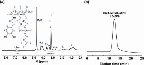 Figure 2. The 1H NMR spectrum (a) and GPC results (b) of DMA-MEMA-MPC ternary polymer