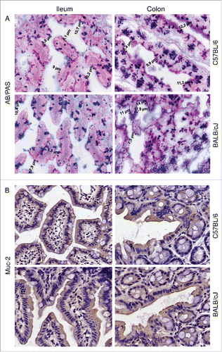 Figure 2. The total mucins and Muc-2 protein staining in healthy mice. (A) Representative photomicrographs showing mucus thickness (indicated in µm) in sections stained with Alcian blue/periodic acid–Schiff's (AB/PAS). (B) Immunohistochemical staining for Muc2. Results for the ileum (left panels) and colon (right panels) of C57BL/6J and BALB/cJ mice are shown (magnification 200x).