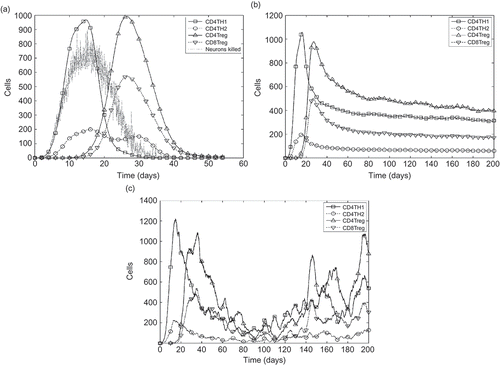 Figure 3. The baseline behaviour of the EAE simulation. (a) The baseline behaviour of the EAE simulation, following calibration, in the presence of regulation. Graph shows the number of effector T cells in the system over time and the number of neurons killed per hour (×10 for clarity). This is the median of 1000 simulation runs. (b) The baseline behaviour of the EAE simulation, following calibration, with regulatory activity disabled by preventing CD8Tregs from killing CD4Th1 cells. This represents the median behaviour of 1000 individual runs such as that depicted here. (c) An example of a single simulation run, in the absence of regulatory activity. The number of CD4Th1 cells declines heavily to a minimum at around day 80, but rises again thereafter. This reflects the relapsing nature of EAE seen in absence of regulation in some mice. The median progressions shown in Figure 3(a) and (b) are compiled from unique individual executions such as that of (c).