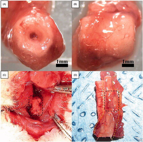 Figure 5. Macroscopic appearance of reconstructed artificial neo-oesophagus constructs (A and B). After two weeks of greater omentum culture, the embedded implant was retrieved from the omentum. The cultured oesophageal graft was intact, and tissue regeneration from the greater omentum inside and outside of the scaffold was observed. The regenerated scaffold surface alignment became symmetric. Gross morphology after the implantation. (C) Orthotopic-cultured oesophageal scaffold implantation into the cervical oesophagus. (D) Gross morphology of reconstructed artificial oesophagus constructs after the second week from the implant. There was no evidence of a fistula, perforation, abscess formation or surrounding soft-tissue necrosis. The dotted line shows the continuity of the artificial oesophagus and the native oesophagus.