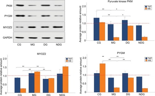 Figure 11 Expression of pyruvate kinase PKM, PYGM, and MYOZ2 in different groups using TMT analysis, consistent with Western blot validation.