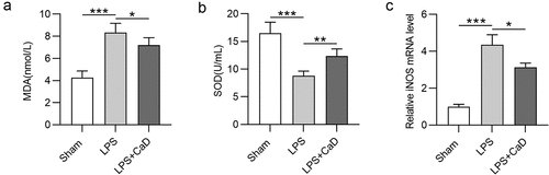 Figure 3. Effect of CaD on oxidative stress and nitrosative stress in LPS-induced AKI. (a-b) MDA and SOD levels in kidneys of sham and experimental groups of mice were determine. (c) The mRNA level for iNOS was detected by RT-qPCR. N = 10 in each group. *p  <  0.05; **p  <  0.01; ***p  <  0.001.