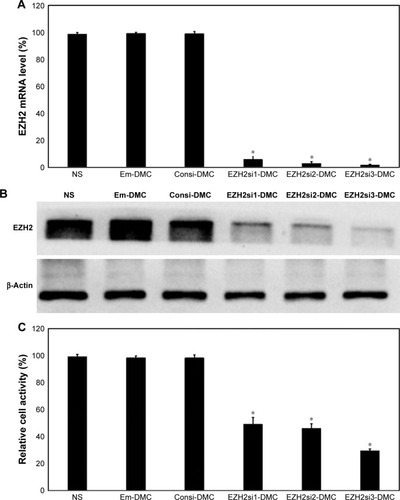 Figure 4 RT-PCR, Western blot and MTT test of cell activity.Note: When U87 cells were transfected with DMC, Consi-DMC or EZH2si-DMC for 72 hours, EZH2 expression was tested by RT-PCR (A) and Western blot (B), and cell activity was tested by MTT test (C). *P<0.01, EZH2si-DMC versus NS, DMC, Consi-DMC.Abbreviations: RT-PCR, reverse transcription PCR; NS, normal saline.