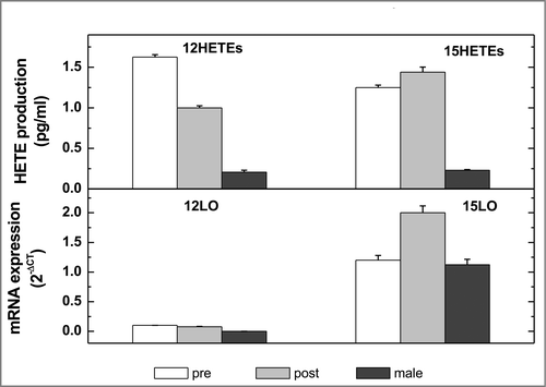 Fig 1: The expression of 12 and 15LO mRNA and the production of 12 and 15 HETEs in cultured pre- and post- menopausal female and male- hObs. Details are given in the experimental section. Number of specimen n= 5 for each group.
