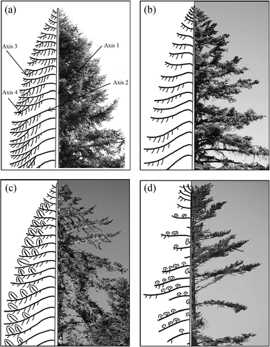 Figure 6. Illustrations of the four main ARCHI type: (a) HEAlthy tree, (b) STRessed tree, (c) RESilient tree, and (d) DEAd or dying tree.
