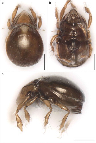 Figure 4. Photographs (stacked stereomicroscopic images) of Litoribates floridae sp. nov. adult (a) dorsal view; (b) ventral view; (c) lateral view. Scale bars 100 µm.