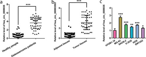 Figure 1. Expression of hsa_circ_0008035 in serum of OSA patients, OSA tissues and OSA cells. (a) The expression of hsa_circ_0008035 in serum of OSA patients (n = 50) and healthy people (n = 50) was examined by RT-qPCR. (b) The expression of hsa_circ_0008035 OSA tissues (n = 50) and the corresponding paracancerous specimens (n = 50) was tested by RT-qPCR. (c) The expression of hsa_circ_0008035 in OSA cell lines (MG-63, SAOA-2, U-2OS, HOS, SW1353) and human osteoblast (hFOB1.19) was analyzed by RT-qPCR. Data were shown as the mean + SD for three replications per group. * p < 0.05, ** p < 0.01, *** p < 0.001, t-test.