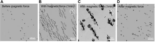 Figure 2 Magnetically based directed cell cluster formation. (A–D) Raw264.7 cells were incubated with magnetic nanoparticles at 500 µg/mL and analysed after 24 h incubation in an inverted microscope for magnetically based cluster formation. (B and C) In presence of the magnet system M3, SPION-loaded cells aggregate and form long pole-ladder like structures. (D) These structures were largely reversible, although some of them remained present after removing the magnet system.