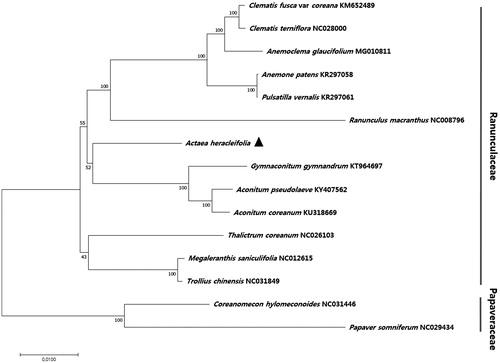 Figure 1. Phylogenetic analysis of the relationship between Actaea heracleifolia and 14 other plant species, including two out-groups. The phylogenetic tree was constructed using the maximum likelihood (ML) method. Sequences of 74 chloroplast protein-coding genes were aligned using MAFFT (Katoh et al. Citation2002) and subjected to phylogenetic analysis in MEGA 6.0 (Tamura et al. Citation2013). Bootstrap support values from 1000 replicates are indicated at the nodes.