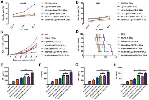 Figure 7 The hEnd-Apt/CD3-Lipo nanocomposite significantly augmented the killing ability of FC/PD-1− CTLs against HepG2 cells in vitro and in vivo. (A and B) FC/PD-1− CTLs modified with the hEnd-Apt/CD3-Lipo nanocomposite exhibited significantly improved and specific in vitro cytotoxicity against HepG2 cells. Indicated effector cells (FC/PD-1− CTLs modified with various nanocomposite) were co-cultured with PKH26-labeled HepG2 (A) or A549 cells (B) at the indicated E:T ratios for 6 hours. Apoptosis of tumor cells was examined by PI staining, and the specific lysis is presented as the percentage of PKH26+ PI+ cells as analyzed by flow cytometry. Data represent one of three independent experiments with similar results. (C and D) The hEnd-Apt/CD3-Lipo nanocomposite significantly augmented the in vivo killing ability of FC/PD-1− CTLs against HepG2 cells. The tumor sizes were measured (C), and the survival of mice over time was examined by Kaplan-Meier analysis (D), n=6 for each group. (E-H) The concentrations of IFN-γ, IL-2, TNF-α and IL-6 in the serum were detected by ELISA. **p < 0.01, between indicated groups.
