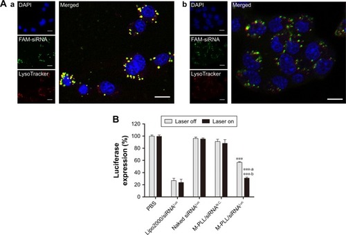 Figure 3 (A) CLSM images of 4T1 cells treated with M-PLL/FAM-siRNA nanoparticles in the dark (a) or under NIR irradiation (b). The DAPI (blue) and LysoTracker® Red DND-99 (red) were used for staining nucleus and endosomes/lysosomes, respectively. Scale bar is 10 μm, magnification ×400. (B) Relative luciferase expression of 4T1Luc cells after treated with M-PLL/siRNALuc nanoparticles (n=3, mean±SD). ***P<0.01 by comparing M-PLL/siRNALuc (Laser off) with PBS, naked siRNALuc and M-PLL/siRNAN.C., ***,aP<0.001 by comparing M-PLL/siRNALuc (Laser on) with PBS, naked siRNALuc and M-PLL/siRNAN.C. and ***,bP<0.001 by comparing M-PLL/siRNALuc (Laser on) with M-PLL/siRNALuc (Laser off).Abbreviations: CLSM, confocal laser scanning microscopy; luc, luciferase; siRNALuc, luciferase-targeted siRNA; M-PLL, melanin-poly-L-lysine; siRNAN.C., siRNA of nonsense sequences; NIR, near infrared; PBS, phosphate-buffered solution; siRNA, small interference RNA; siRNASur, survivin-targeted siRNA.