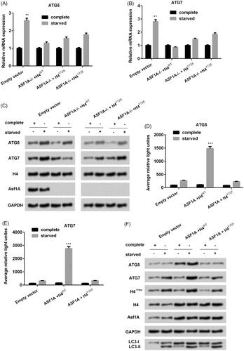 Figure 5. ASF1A-H4Y72ph axis promotes colon cancer autophagy via transcriptional regulation of autophagy associated genes (ATG). The mRNA expression levels of (A) ATG5 and (B) ATG7 under ASF1A silence with H4WT or H4Y72A or H4Y72E. (B) The protein expression level of ATG5 and ATG7 were detected by western blot. (D) The relative light of (D) ATG5 and (E) ATG7 under co-treated ASF1A and H4WT and H4Y72F. (F) Protein expression level of ATG5 and ATG7 under co-treated ASF1A and H4WT and H4Y72F. The results are shown as the mean + SD (n = 3). ** p < .01 and *** p < .001.