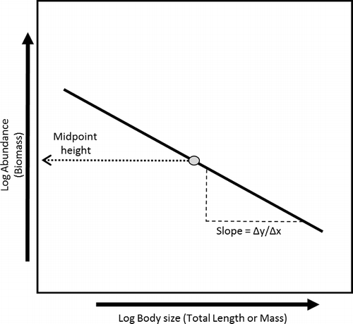 Figure 1. Theoretical depiction of an aquatic community size spectrum (CSS). Slope and midpoint height will be dependent on system and food web characteristics.