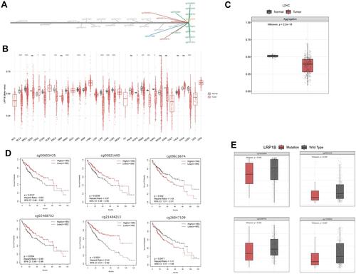 Figure 6 LRP1B methylation analysis. (A) Distribution of LRP1B methylation sites in various tumor types. (B) Pan-tumor analysis of LRP1B methylation in tumor and normal tissues. (C) Aggregation of differences in methylation between tumor and normal tissues in HCC. (D) Survival analysis of HCC patients with low and high DNA methylation of LRP1B. (E) Methylation levels of LRP1B mutant and wild-type samples.