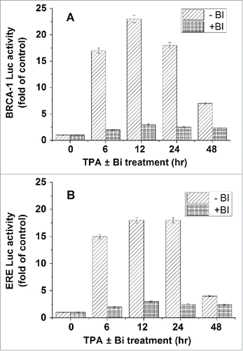Figure 2. Involvement of PKC in TPA effect on BRCA1 and ERE expression. MCF-7 cells were transfected with plasmids expressing either BRCA1-Luc (1 μg) (A) or ERE-Luc (1 μg) (B) and treated with TPA for different periods of time alone or with 2nM BI (a potent inhibitor of PKC activity). Bi was added 2h before the treatment with TPA. The cells were harvested at 24h post transfection for analyzing the reporter expression. The presented results are an average of 3 repeated experiments ± SE.