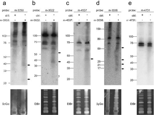 Figure 5. Northern blot detection of miRNA candidates m-3350 (a), m-3022 (b), m-4537 (c), m-3558 (d) and m-4731 (e) using radiolabeled probes in HEK293T cells transfected with the respective overexpression constructs. Ctrl indicates transfection of pSG5 vector alone. SYBR Gold (SyGo) or ethidium bromide (EtBr) was used to confirm equal loading. Markers were used to confirm RNA ladders sizes (shown on the left of each gel). Arrows indicate specific signals.