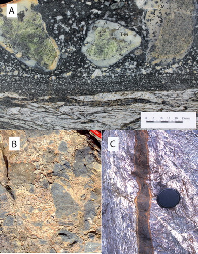 Figure 2. A, Margin of the Moeraki River diatreme. Dark coloured kaersutite-biotite-olivine UML containing ocelli of carbonates-albite-apatite-pyrite is chilled against isoclinally folded quartzofeldspathic Haast Schist. UML contains coarse-grained Cr-diopside series harzburgite nodules with pronounced talc-magnesite (T-M) alteration rims adjacent to the lamprophyre groundmass. Analysis of UML, OU86381, is reported in Supplementary Table 2. B, Unsorted lamprophyre breccia with a carbonate matrix. Open cavities with euhedral quartz infillings testify to the shallow depth of formation of the exposed Mt Alta diatreme. C, Thin lamprophyre dyke intruding quartzofeldspathic schist, Fish River. Note selvedge of carbonate at dyke contacts (colour online).