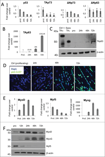 Figure 1. C2C7 mouse myoblast cells induced to differentiate express TAp63gamma. (A) RT-qPCR quantification of p53 family members RNA extracts from C2C7 myoblast grown in differentiation condition for 24, 48 and 72 hours. (B) mRNA expression of TAp63 isoform highlights its up regulation during skeletal muscle differentiation. (C) Western blot analysis of proteins extracts from C2C7 cells. A TAp63 isoform specific antibody was used to detect TAp63 isoform. Protein extracts from SAOS transfected cells with TAp63alpha and TAp63gamma plasmids were used as positive controls. Beta-actin was used as loading control. (D) Immunostaining for p63 is in green color while in blue is the DAPI staining. All the images are presented as merge of both the channels. One representative experiment of 3 is shown. (E) RT-qPCR and (F) protein gel blot analysis of myogenic regulator factor. Error bars in RT-qPCR indicate the SD of triplicate experiments.