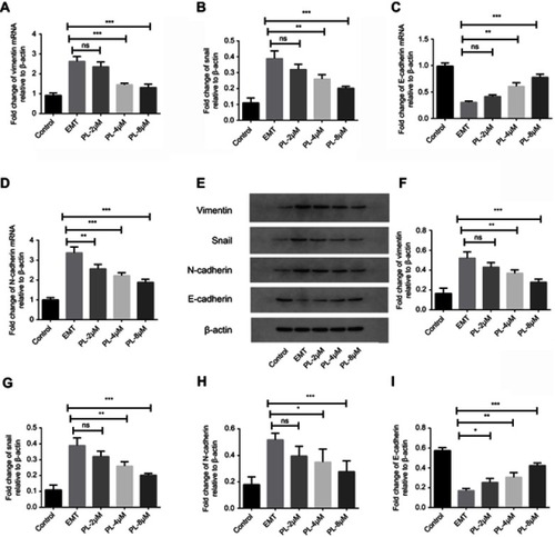 Figure 4 Effect of PL on the expression of vimentin, N-cadherin, E-cadherin and snail mRNA in SMMC-7721 cells induced by TGF-β as detected by RT-RCR. Bars and errors are relative to the EMT model group (A-D), mean ± SD, *P<0.05, **P<0.01, ***P<0.001. Protein expression levels of vimentin, N-cadherin, E-cadherin and snail in SMMC-7721 cells induced by TGF-β as measured by Western blot. Actin was used as an internal reference control. Represents the expression level (E) of each protein. Statistical analysis of vimentin, N-cadherin, E-cadherin and snail protein (F-I).Gray value analysis was performed relative to β-actin, N-cadherin, E-cadherin and snail. Each bar represents the mean ± standard deviation (SD) of TGF-β induction and different concentrations of PL-treated cells during triplicate experimental events. *P<0.05, **P<0.01, ***P<0.001, compared to the EMT model group.