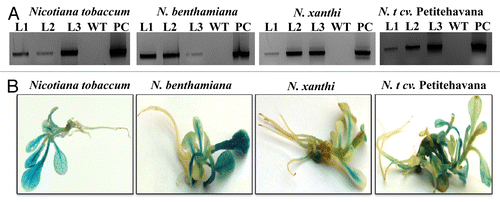 Figure 3. Histochemical and molecular confirmation of tobacco transgenics. (A) PCR analysis of primary transformants using GUS gene specific primers. L1, line 1; L2, line 2; L3, line 3; WT, wild type control (non-transgenic); PC, positive control (vector pCAMBIA1301). (B) Stable GUS activity in the tobacco transgenics of all the four genotypes.