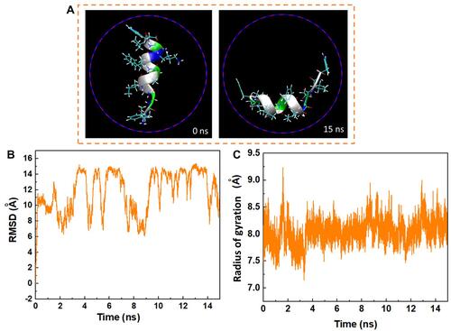 Figure 4 (A) Axial views of the peptide HA-FD-13 at 0 ns and 15 ns in the MD simulation. For the sake of clarity, molecules of water have not been shown. (B) Root mean square deviation (RMSD) of the peptide HA-FD-13 as a function of simulation time. (C) Radius gyration of the peptide HA-FD-13 as a function of simulation time in the BNNT/HA-FD-13 complex.