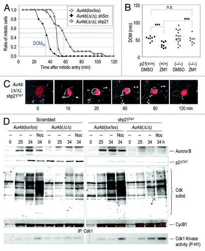 Figure 5. Downregulation of p21Cip1 rescues premature mitotic exit in Aurora B-null cells. (A) Aurkb(Δ/Δ) cultures were transduced with retroviruses expressing short hairpin RNAs against the p21Cip1 transcript (shp21) or scrambled (shScr) sequences. Aurkb(lox/lox) cells were used as a control. In the graph, cells were aligned at mitotic entry and the plot represents the ratio of cells that remained in mitosis at different time points. Blue lines represent DOM50, i.e., the time after mitotic entry in which half of the cell population has exited mitosis. (B) Duration of mitosis (DOM) in p21Cip1(p21)(+/+) and p21(−/−) cells in the presence of DMSO or the Aurora B inhibitor ZM1. n.s., not significant; ***, p < 0.001. (C) Representative time-lapse images from Aurkb(Δ/Δ); shp21 cells in the assay described in (A). Expression of mCherry-H2B is in red. (D) Immunodetection of Aurora B, p21Cip1 and cyclin B1 (CycB1) in cells transduced with shp21 or shScr-expressing retroviruses. Activity of Cdk1 is shown by phosphorylation of its substrates and direct kinase assay on histone H1 after immunoprecipitation with Cdk1-specific antibodies. Time points indicate hours after stimulation with serum in the absence or presence of nocodazole (Noc).