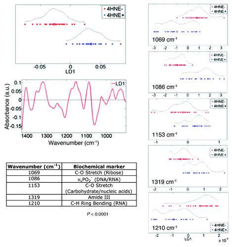 Figure 4. Segregating wavenumbers in the DNA/RNA region (1450 cm−1–900 cm−1) of the infrared (IR) spectrum discriminating 4-hydroxy-2-nonenal (4HNE) immunopositive (4HNE+) (n = 4) vs. 4HNE immunonegative (4HNE−) (n = 5) mammary epithelial (ME) cells in breast terminal ductal lobular units (TDLUs). Tissue sections were categorized as 4HNE+ and 4HNE− as described in Methods and in legends to Figures 1 and 2. The PCA-LDA scores plot showed good segregation between IR spectra (n = 540) derived from epithelial cells of 4HNE+ vs. 4HNE− TDLUs. From the consequent cluster vectors plot, the five wavenumbers contributing most to segregation were prioritized. To identify the most segregating wavenumbers, these isolated spectral regions were then inputted into a PCA-LDA scores plot. Significance of category segregation was determined using an unpaired t test.