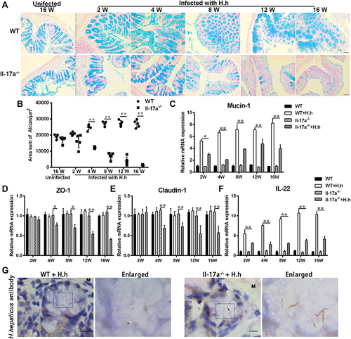 Figure 4 H. hepaticus infection damages the colon barrier and destroys the function of the colorectal gland in Il-17a−/− mice. (A) Mucus analysis by Alcian blue staining in the proximal colon of Il-17a−/− and WT mice infected H. hepaticus at 2, 4, 8, 12 and 16 weeks, bar = 20 μm. (B) The statistics of Alcian blue positive area according to (A). (C–F) The mRNA expression of Mucin-1, ZO-1, Claudin-1, and IL-22 in colon tissue of Il-17a−/− and WT mice infected with or without H. hepaticus at 2, 4, 8, 12 and 16 weeks. (G) The IHC analysis of H. hepaticus antibody in the proximal colon of Il-17a−/− and WT mice infected H. hepaticus at 16 weeks. The black dashed box area was enlarged to 4 times and displayed on the right. M represented muscularis, and the arrow indicated H. hepaticus, bar = 10 μm. Data are expressed as the means ± SEM (n = 5/group), ** indicates significance at the 0.01 level, and * indicates significance at the 0.05 level.