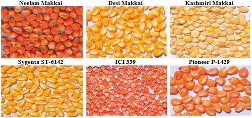 Figure 1. Six corn seed varieties image dataset.