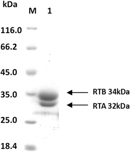 Figure 1. SDS-PAGE-separated purified RT after CBB(Coomassie brilliant blue) staining, RT with an apparent molecular weight of ∼66 kDa, and denatured RT decomposed into two subunits, RTA and RTB; their molecular weights were 32 and 34 kda, respectively.