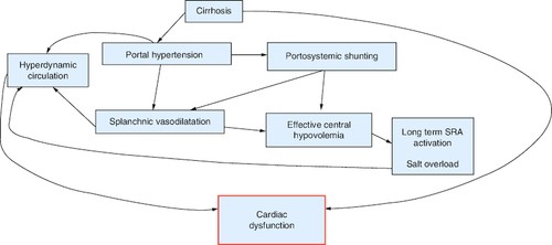 Figure 2. Physiopathology of cirrhotic cardiomyopathy.RAS: Renin angiotensin system.