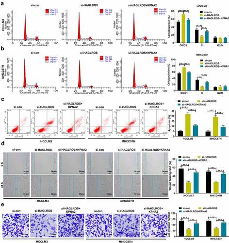 Figure 6. HAGLROS accelerates cell proliferation and metastasis in HCC through regulation of KPNA2 expression. (a-f) SiRNA targeting HAGLROS was transfected into HCCLM3 and MHCC97H cells alone or in combination with KPNA2-overexpression plasmid. (a and b) Flow cytometry analysis of cell cycle distribution. (c) Flow cytometry analysis of cell apoptosis. (d) Wound healing assay of cell migration. (e) Transwell assay of cell invasion. ***P < 0.001.