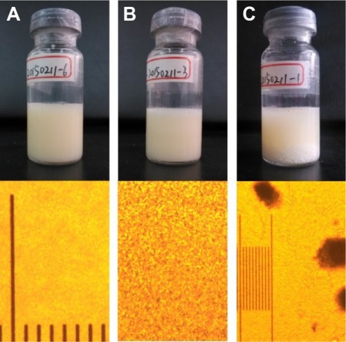 Figure 4 The physical stability of madecassoside liposomes stored at 4°C for 5 months.Notes: Product appearance and fluorescent-inverted morphology of madecassoside double-emulsion liposomes (400×) (A), madecassoside film dispersion liposomes (400×) (B), and madecassoside ethanol-injection liposomes (100×) (C).