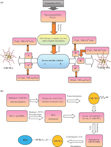 Figure 1. A typical flow chart diagram for obtaining (a) unconjugate CdS- and CdZnS-NCs and (b) thiol-capped and BSA-conjugated CdS NCs.