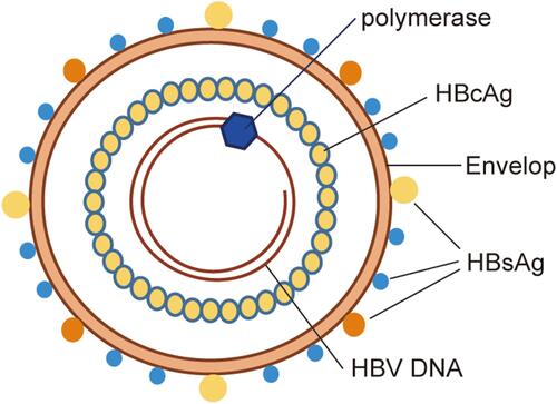 Figure 1 Schematic representation of HBV structure. The intact HBV consists of a double envelope and a core granule. The lipid bilayer contains the large, medium and small protein forms on the envelope, collectively known as HBsAg. The surface of the core particle is the true viral capsid, which is composed of the HBcAg. The core particle contains circular and partially double-stranded DNA and polymerase.