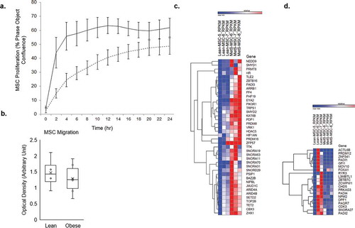 Figure 1. A) proliferation capacity of Lean (n = 5) and Obese (n = 5) mesenchymal stem cells (MSCs) per group; obese MSCs (dashed lines) had reduced proliferative capacity compared to Lean MSCs (solid lines) over time, and at 8 hours (p < 0.001). Error bars represent standard errors of proliferation for MSC samples at each time point. b) migration capacity of Lean (n = 5) and Obese MSCs (n = 5); obese and Lean MSCs had comparable migration capacity (p = 0.569). Comparison of mRNAs in Obese and Lean MSCs with heat maps showed 40 mRNAs upregulated (c) and 20 mRNAs downregulated (d) in Obese MSCs