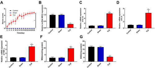 Figure 1 Downregulation of LncRNA MEG3, upregulation of proinflammatory cytokine and increase oxidative stress in rats with TLE. (A) The Racine score of Control, Sham and TLE groups. (B and E) RT-qPCR was used to detect the mRNA expression of MEG3 (B), IL-1β (C), IL-6 (D) and TNF-α (E) in the hippocampus of Control, Sham and TLE groups. (F) Malondialdehyde (MDA) content in the hippocampus of Control, Sham and TLE groups. (G) Superoxide dismutase (SOD) activity in the hippocampus of Control, Sham and TLE groups. **P < 0.01 vs Control and Sham groups.