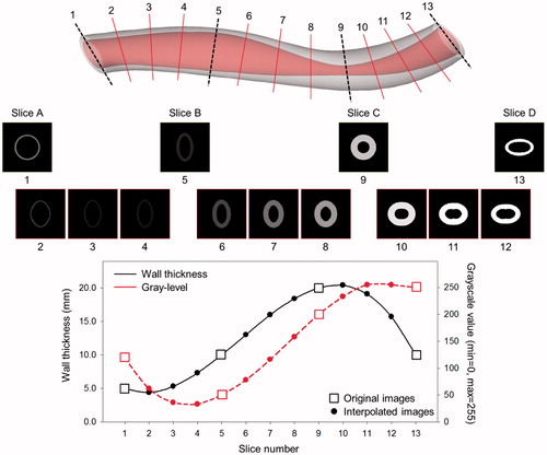 Figure 4. Validation studies using the 3 D curved arterial phantom displaying the changes in wall thickness and grayscale value.