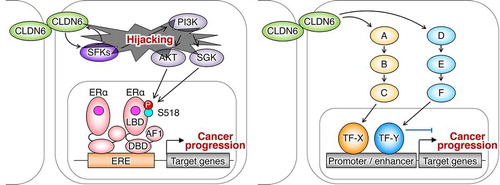 Figure 5. The ERα-dependent and independent CLDN6 signaling in endometrial cancer. A–F indicate signaling proteins. TF, transcription factor