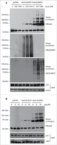 Figure 1. IFN-α treatment of HEK-293 cells induces p53 SUMOylation. (A) Stimulation of p53 SUMOylation after treatment for 16 h with different concentrations of IFN-α. (B) Stimulation of p53 SUMOylation after treatment with 500 U/ml of IFN-α for different periods of time.