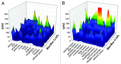 Figure 3. Comparative analysis of healthy and tumor tissues from EST database. We investigated 53 human Rho family GAPs and 12 equivalent tissues from both healthy and tumor databases. (A) shows the healthy tissues, and (B) shows the tumor tissues. The transcript per million (TPM) values are indicated with color-coded scale. Blue color correlates with the low TPM values, which show the low expression frequency of GAPs. Warm colors are proportional to higher expression frequencies.