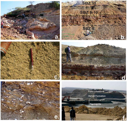 Figure 5. Field photographs of the Paleogene stratigraphic units of Kutch. (a) Madh Formation: weathered basalt and volcaniclastics in the type section, Matanomadh; (b) Naredi Formation: shale and carbonate in the type section, Naredi, shallow benthic zones in the sections are demarcated; (c) a close-up view of the Assilina Limestone Member in the upper part of the section; (d) the top part of the Naredi Formation characterized by laterite and paleosol, marking the contact between Naredi and Harudi formations, near Harudi village; (e) Harudi Formation, containing Nummulites obtusus (shown by arrows), near Harudi village; (f) an aerial view of the Panandhro lignite mine section showing the topmost lignite beds and fossiliferous marine shale of Harudi and Fulra Limestone.