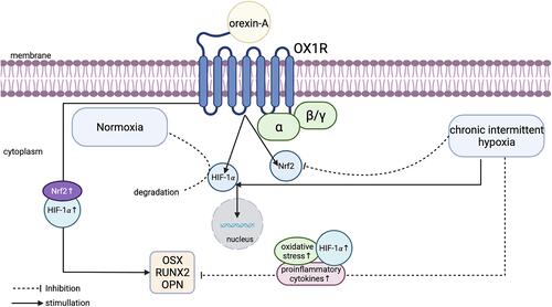 Figure 7 Simplified schematic diagram of mechanism on OXA promoting osteogenesis in CIH (drawn by Biorender software). Chronic intermittent hypoxia inhibits the expression of osteogenesis markers, while orexin-A promotes the expression through OX1R to exert its protective effect on bone metabolism imbalance. HIF-1α in the cytoplasm is unstable and easily degraded under normoxia conditions. When exposed to chronic intermittent hypoxia environment, HIF-1α is stably expressed in the cytoplasm and then transferred into the nucleus. Nrf2 is sequestered by Kelch-like ECH-associated protein 1 (Keap1) in the cytoplasm in normal resting state. When activated in hypoxia condition, Nrf2 separates from Keap1 and transfers into nucleus. Orexin-A binding to OX1R on the surface of 3T3 cell membrane promotes the expression of Nrf2 and HIF-1α both in the cytoplasm and nucleus.