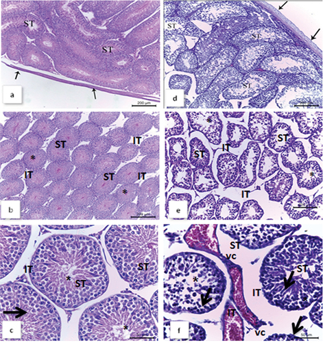 Figure 2. Photomicrographs of testicular sections from normal and treated Nile rat males stained with H&E. Normal males: (a) display a typical testicular structure with seminiferous tubules (ST) and a thin tunica albuginea (arrow); (b) shows regular seminiferous tubules (ST) with narrow intertubular spaces (IT); (c) is a magnified photo of seminiferous tubule with large spermatogenic cells (arrow), lumen filled with abundant spermatozoa (*), and narrow intertubular spaces (IT). Quinestrol-treated males: (d) exhibits deformed seminiferous tubules (ST) and a thickened fibrous tunica albuginea (arrow); (e) shows seminiferous tubules (ST) with marked tubular vacuolar degeneration, necrosis of the germinal epithelium lining the tubules and widening of the intertubular spaces (IT); (f) illustrates marked vascular congestion (vc), seminiferous tubules (ST) with many darkly stained shrunken germinal cells (arrows), and a lumen devoid of spermatozoa (*).